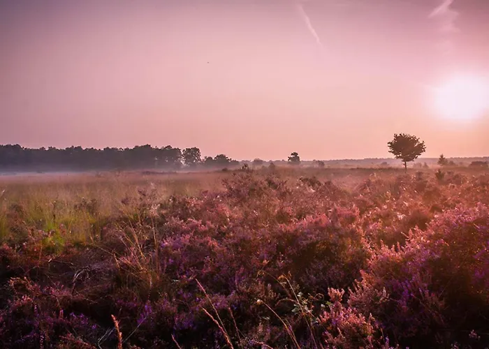 2 2-persoons Apartamento Voorthuizen